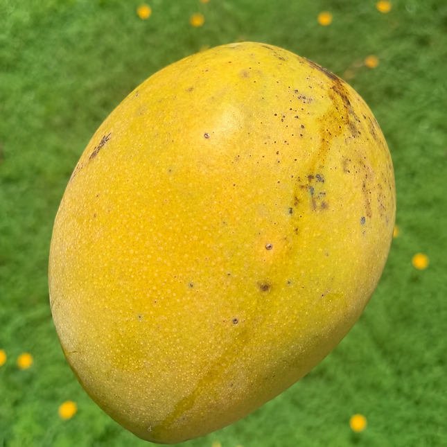 Grafted Crème Brûlée Mango Tree