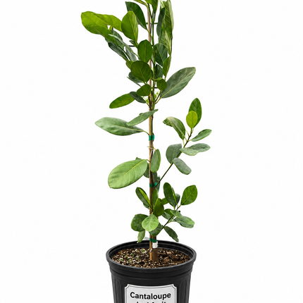 Grafted Cantaloupe Jackfruit Tree