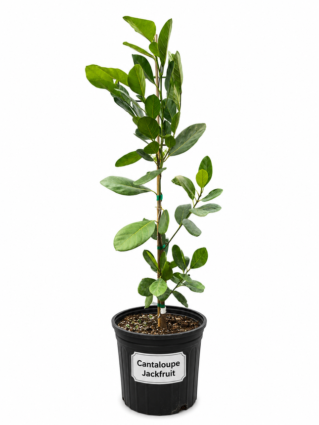 Grafted Cantaloupe Jackfruit Tree