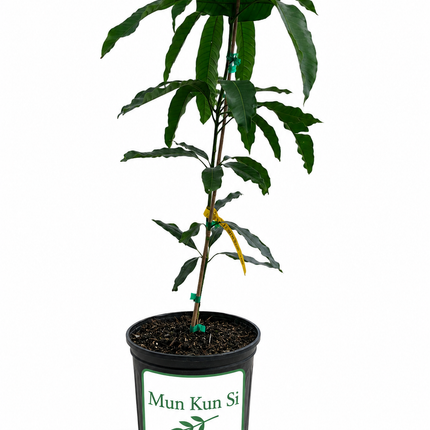 Grafted Mun Kun Si Mango Tree