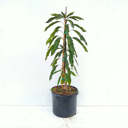Grafted Florigon Mango