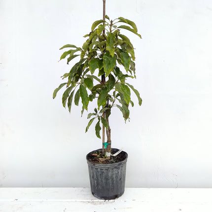 Grafted Fuerte Avocado Tree