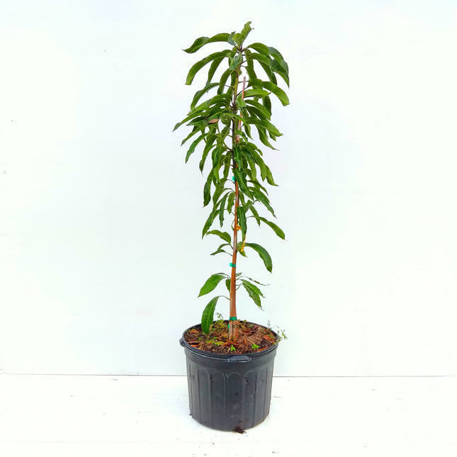 Grafted Glenn Mango Tree