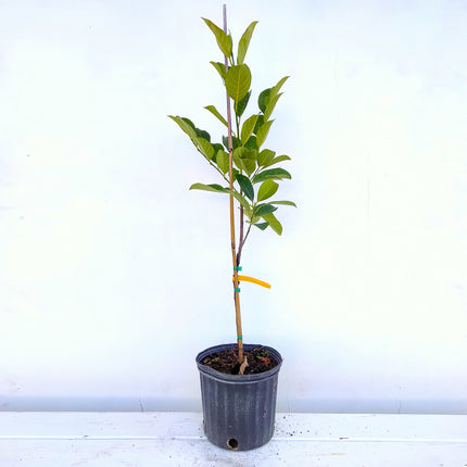 Grafted Orange Crush Jackfruit Tree