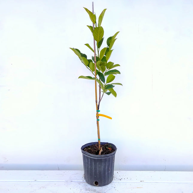 Grafted Orange Crush Jackfruit Tree