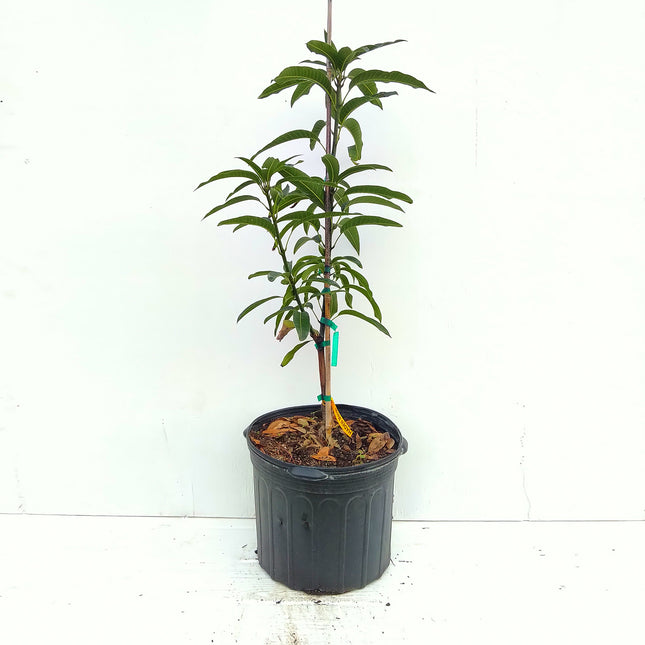 Grafted Haden Mango Tree