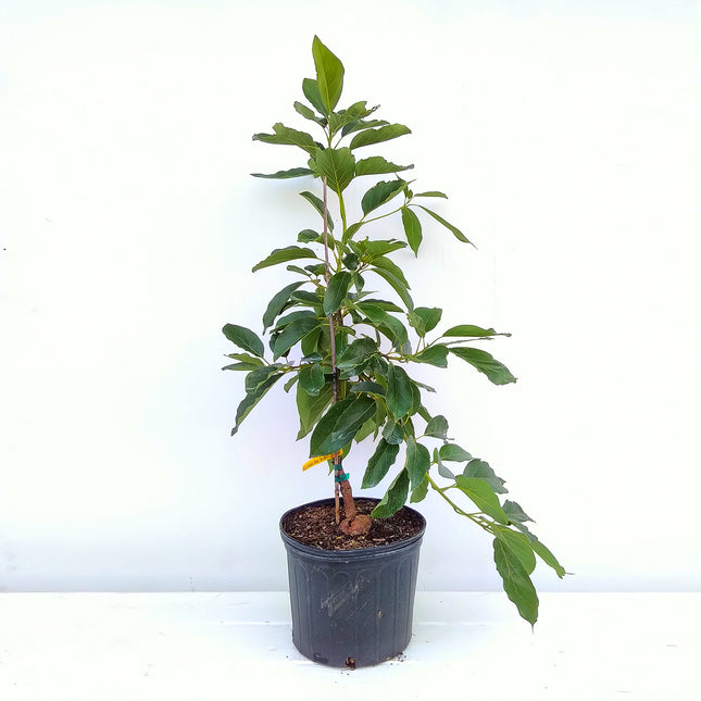 Grafted Hall Avocado Tree