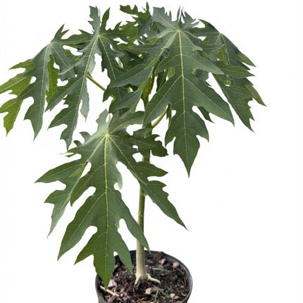 Dwarf Red Lady Papaya Tree