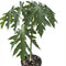 Papaya Trees