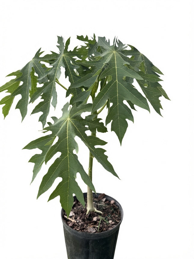 Dwarf Red Lady Papaya Tree
