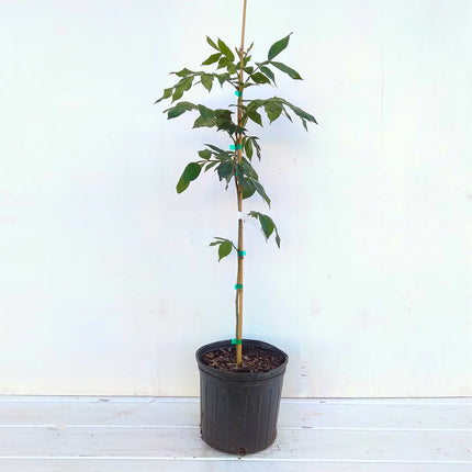 Ice Cream Bean Tree