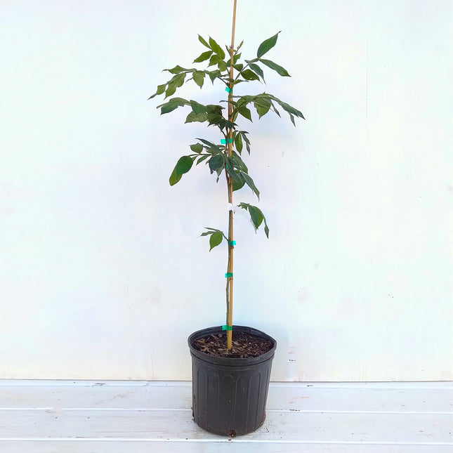 Ice Cream Bean Tree