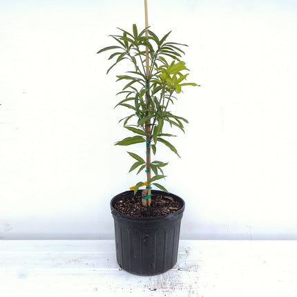 Grafted Ice Cream Mango Tree