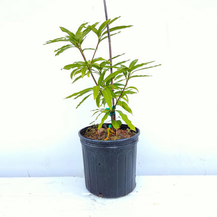 Grafted Ice Cream Mango Tree