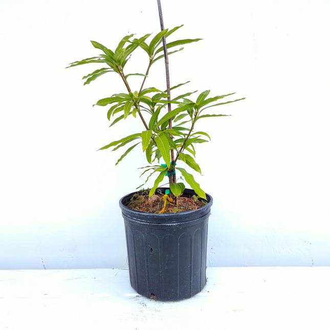 Grafted Ice Cream Mango Tree