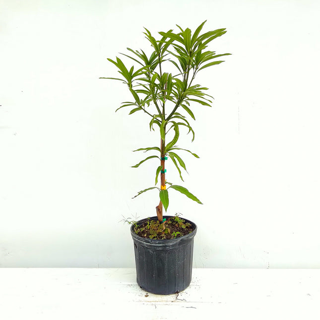 Grafted Ice Cream Mango Tree