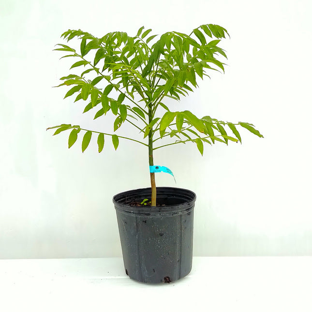 Air-layered Dwarf June Plum Tree