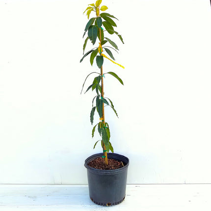 Grafted Keitt Mango Tree
