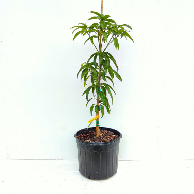 Grafted Kent Mango Tree