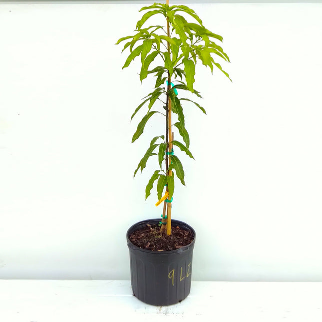 Grafted Lemon Zest Mango Tree