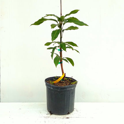 Grafted Lil Gem Mango Tree
