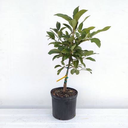 Grafted Lula Avocado Tree