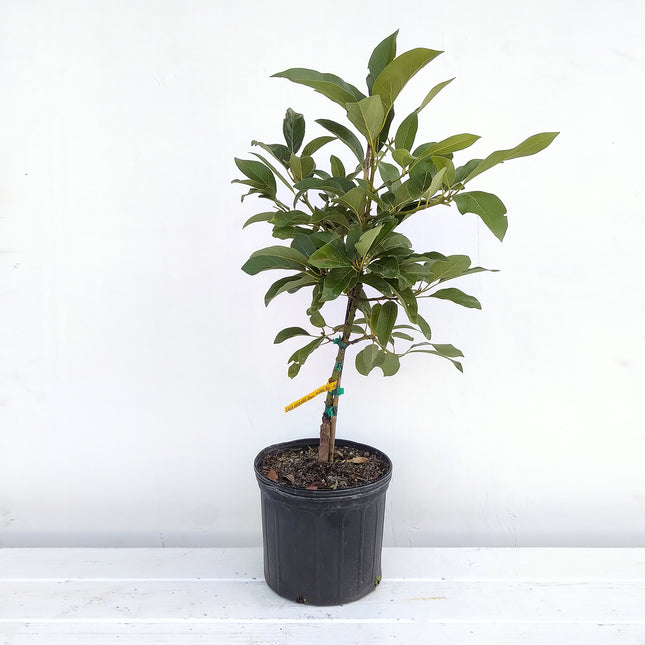 Grafted Lula Avocado Tree