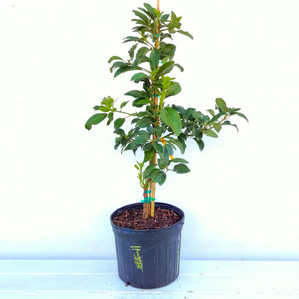 Grafted Lula Avocado Tree