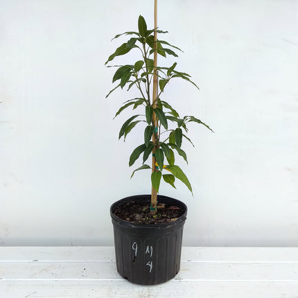 Grafted M4 Mango Tree