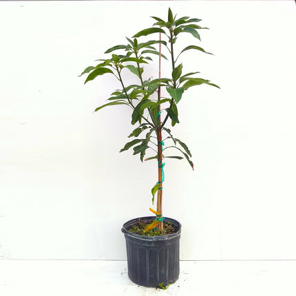 Grafted Madame Francis Mango Tree