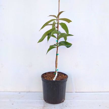 Air-layered Malay Apple Tree