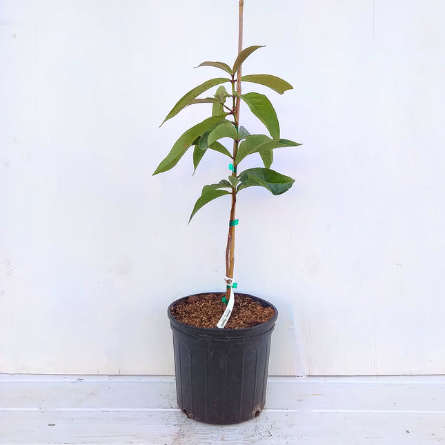 Air-layered Malay Apple Tree
