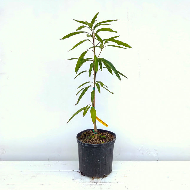 Grafted Mallika Mango Tree