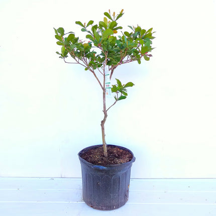 Grafted Miracle Fruit Tree
