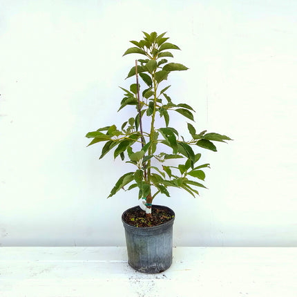 Grafted Monroe Avocado Tree
