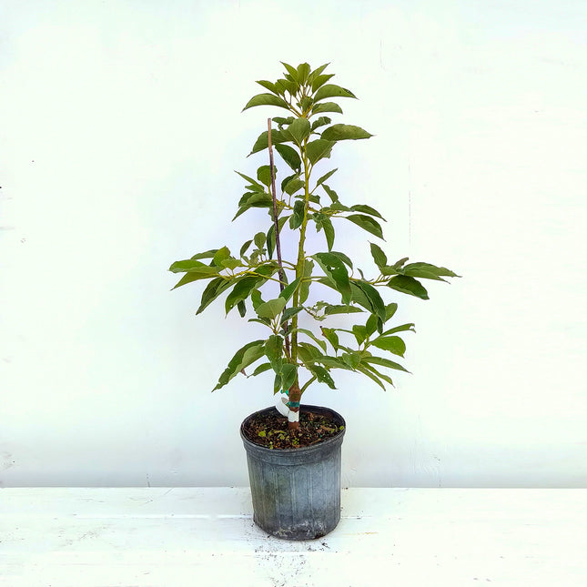 Grafted Monroe Avocado Tree