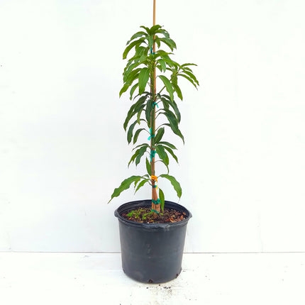 Grafted Nam Doc Mai #4 Mango Tree