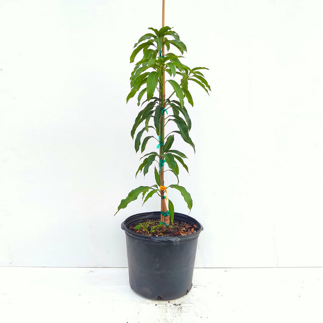 Grafted Nam Doc Mai #4 Mango Tree