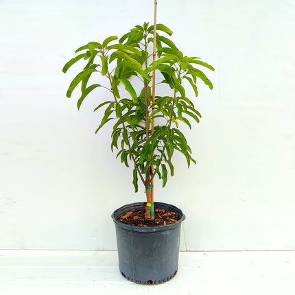 Grafted Okrung Mango Tree