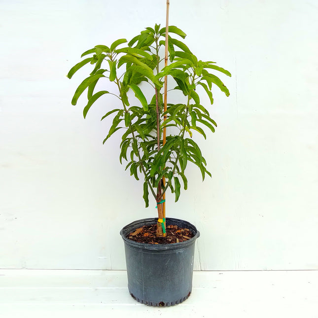 Grafted Okrung Mango Tree