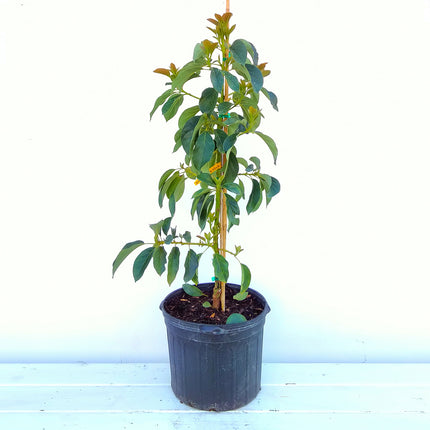 Grafted Oro Negro Avocado Tree