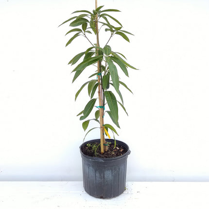 Grafted Pickering Mango Tree