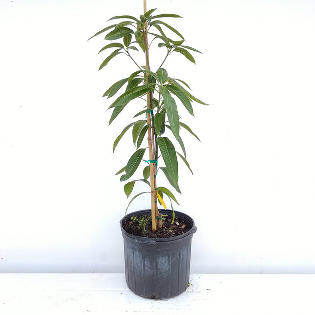 Grafted Pickering Mango Tree