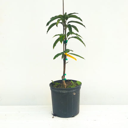 Grafted Pim Seng Mun Mango Tree