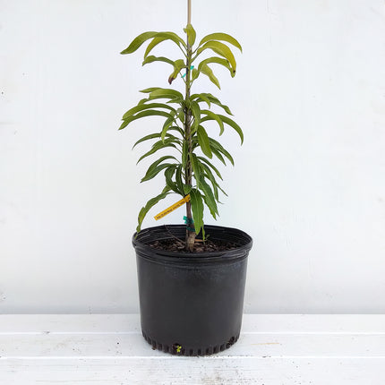 Grafted Pina Colada Mango Tree