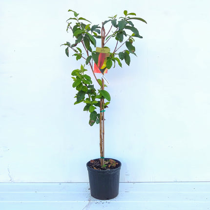 Air-layered Ruby Supreme Guava Tree