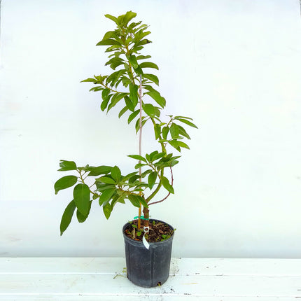 Grafted Russell Avocado Tree