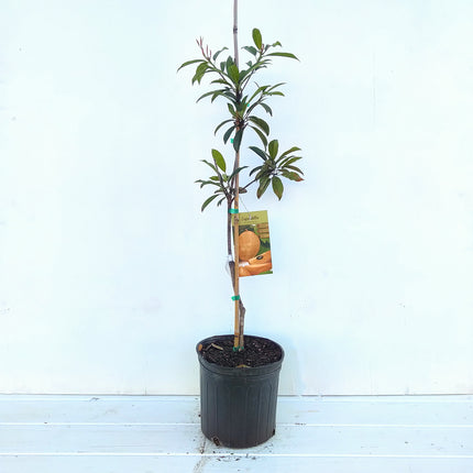Grafted Sapodilla Alano Tree