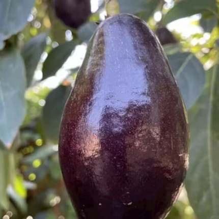 Grafted Mexicola Avocado Tree