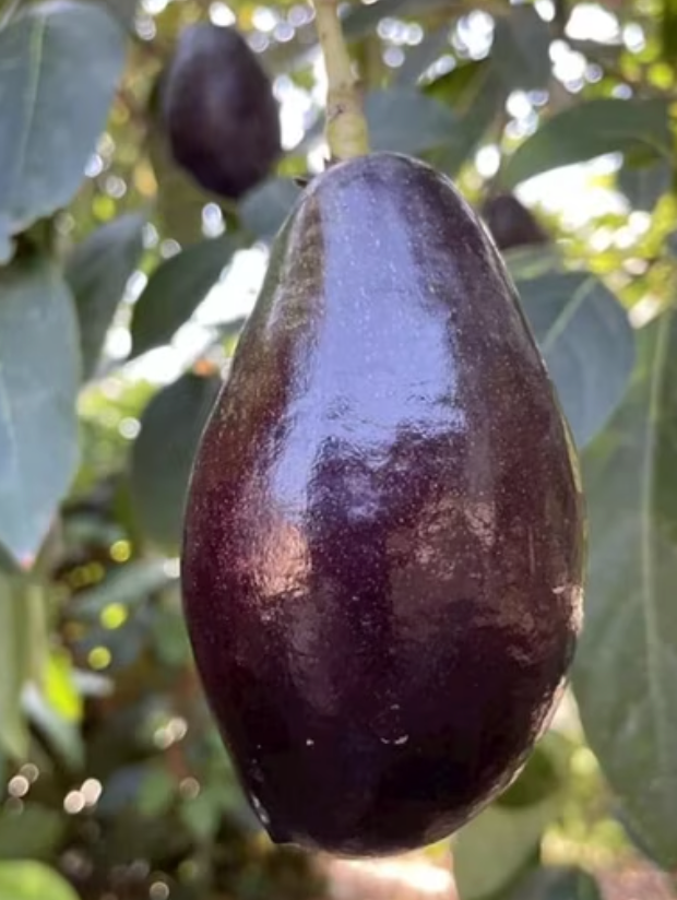Grafted Mexicola Avocado Tree